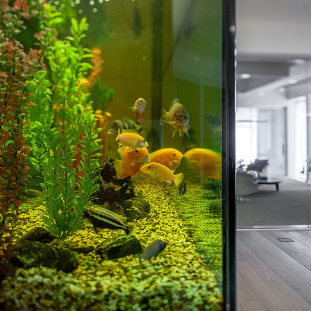 How To Protect Fish Eggs In An Aquarium