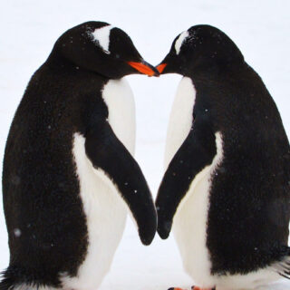 animals that mate for life