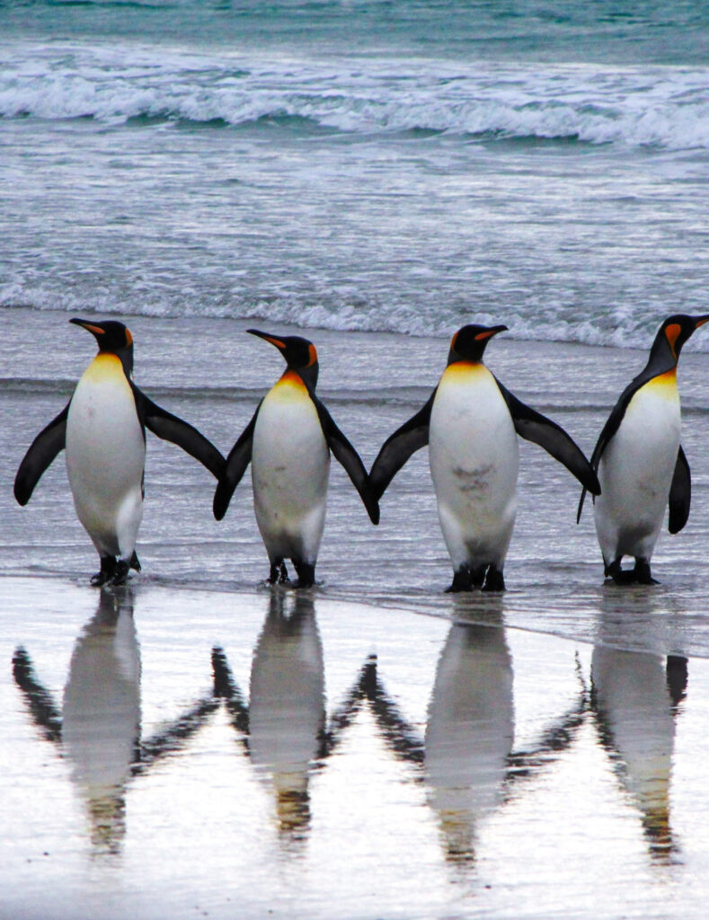 interesting facts about penguins