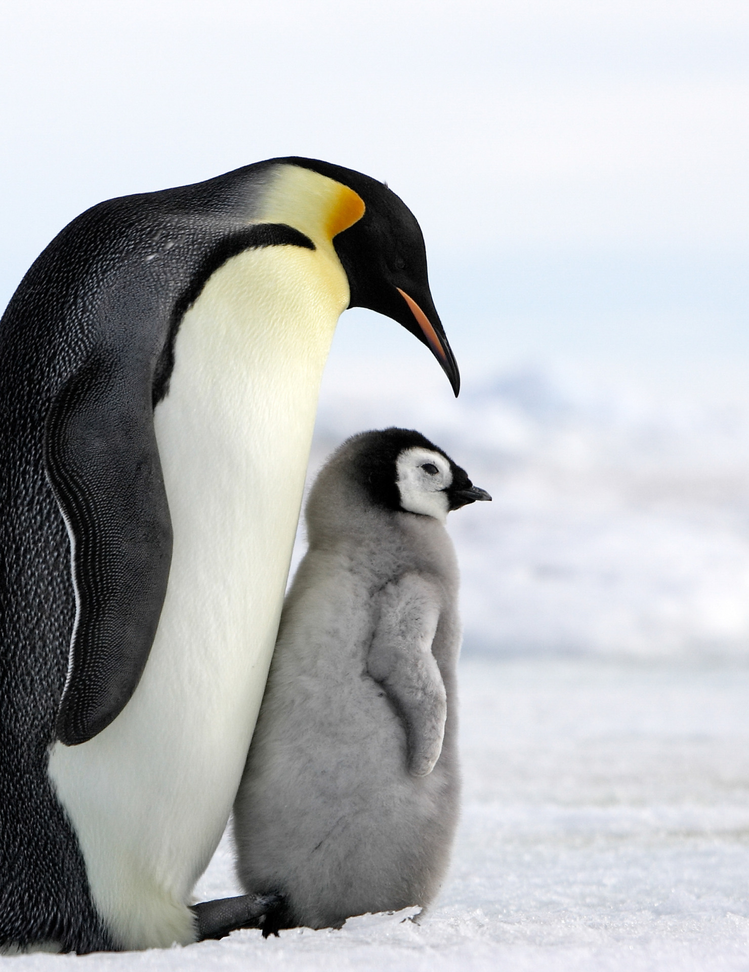 Incredibly Interesting Facts About Penguins