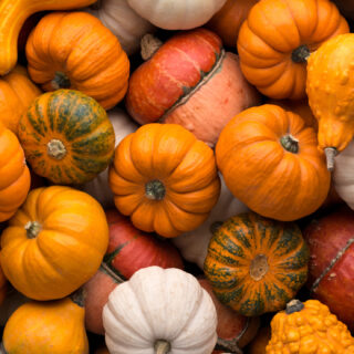 different pumpkin colors