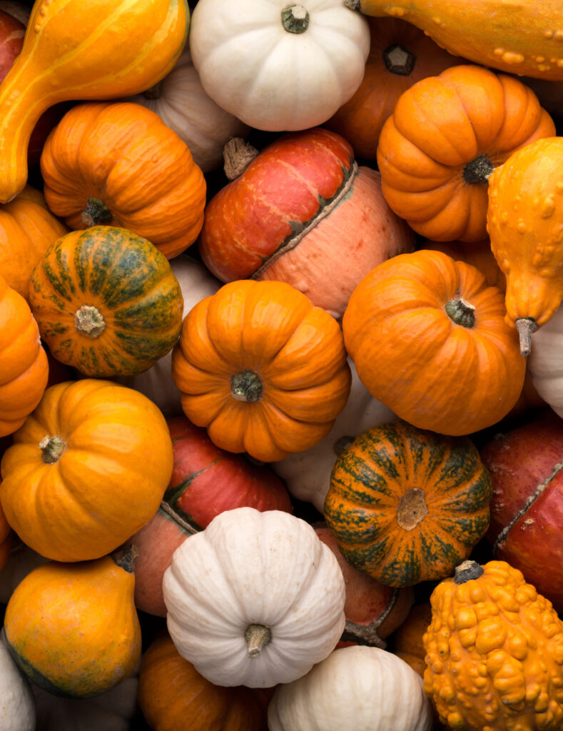 different pumpkin colors