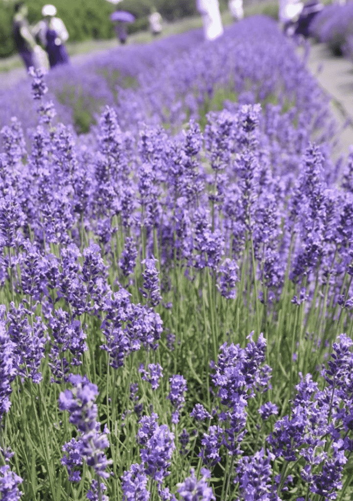 Love The Scent Of Lavender?  Stay #NaturallyInspired With Tom's Of Maine #GoodnessCircle