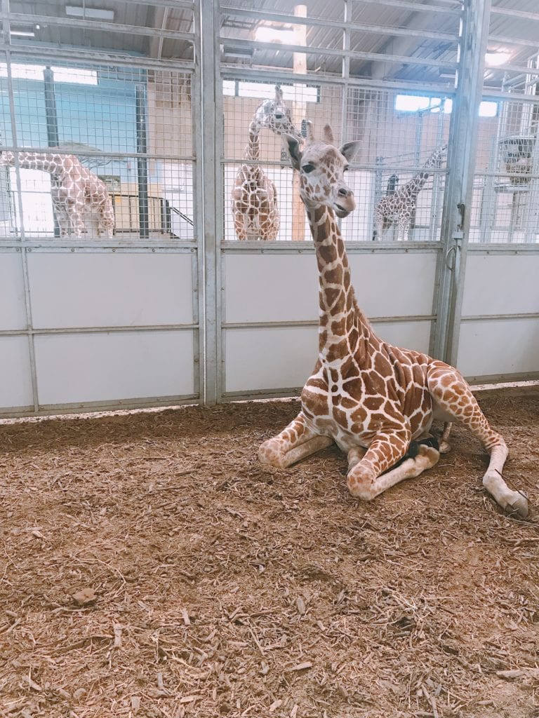 Omaha's Henry Doorly Zoo and Aquarium giraffe feeding