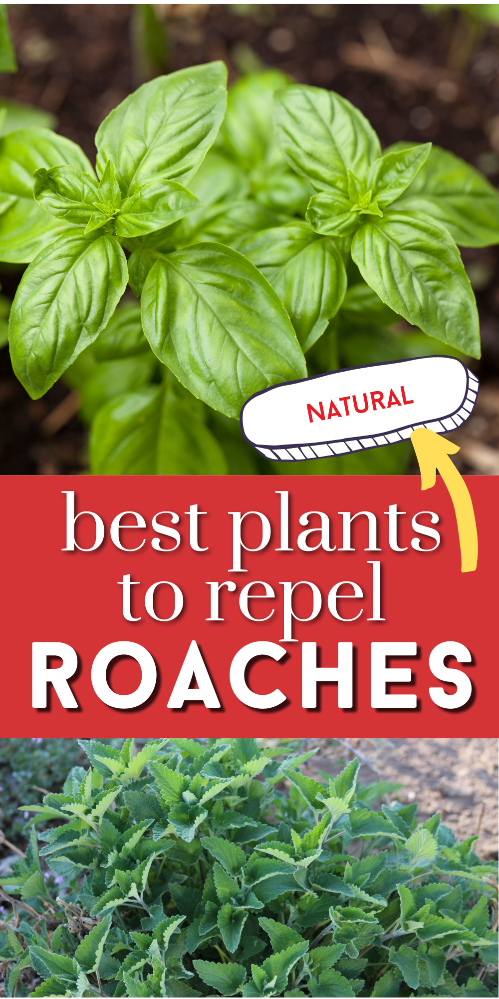 Plants that repel cockroaches in the garden