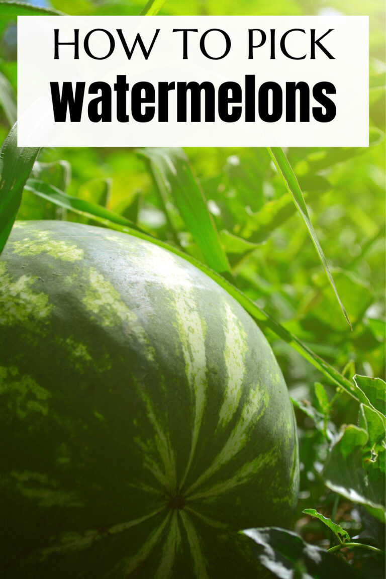 How To Pick The Best Watermelon Simple Tips To Use At The Store   How To Pick The Best Watermelon 768x1152 