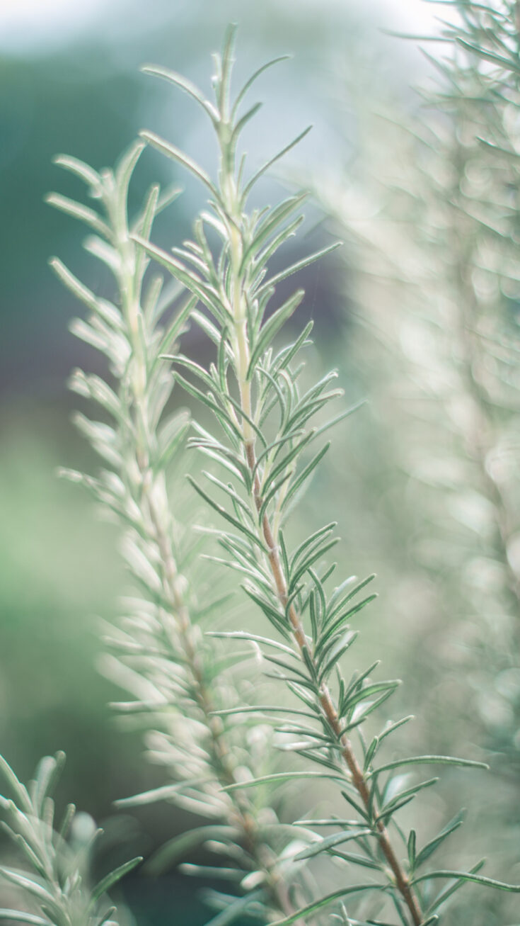 How To Use Rosemary Water For Hair Growth