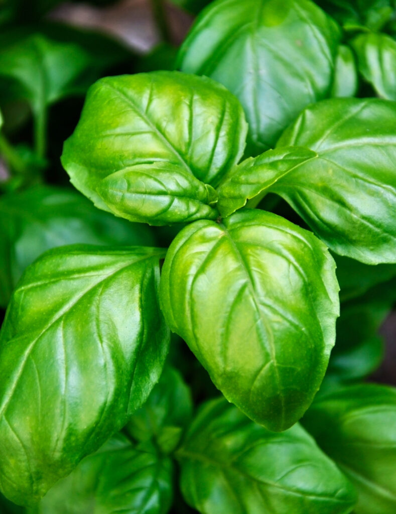 How To Freeze Basil 