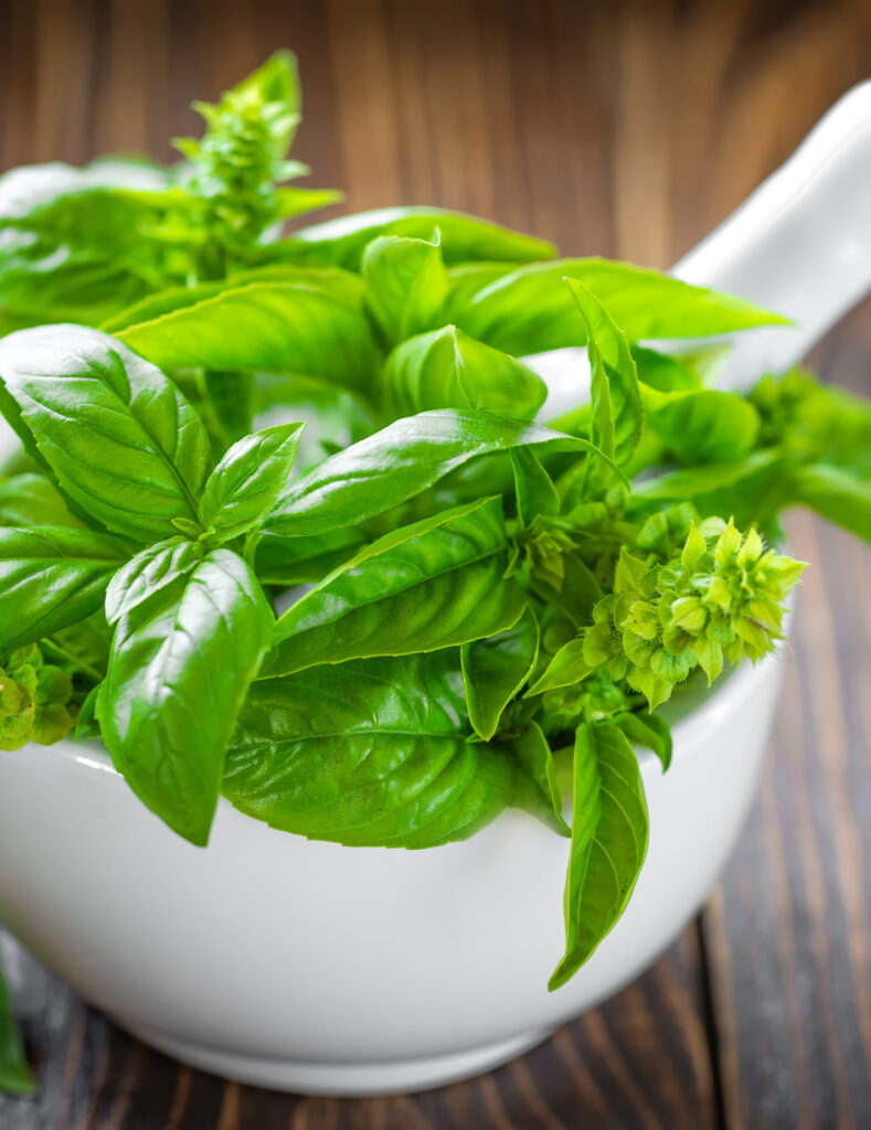 basil in water or olive oil