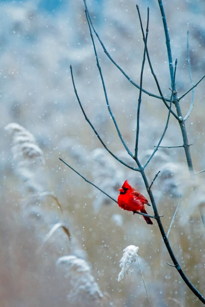 winter bird watching
