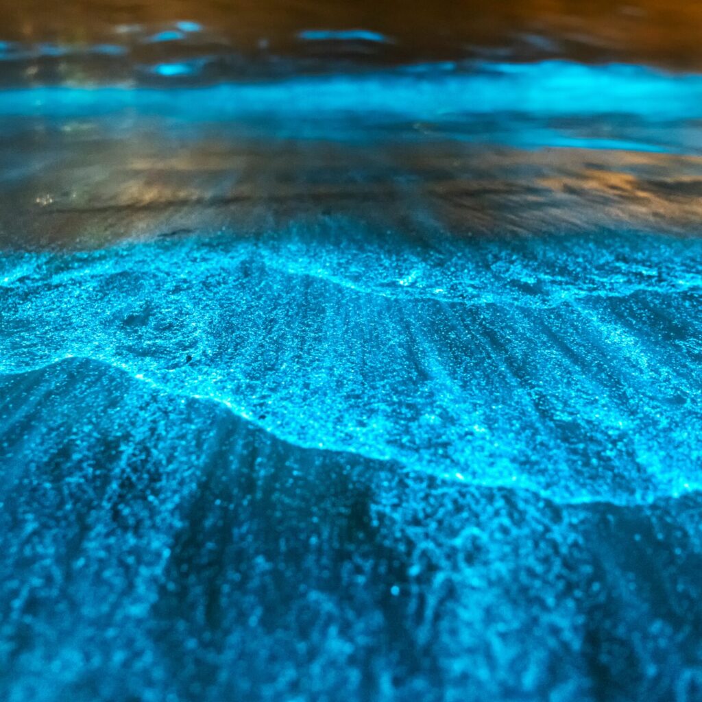 Bioluminescent Oceans