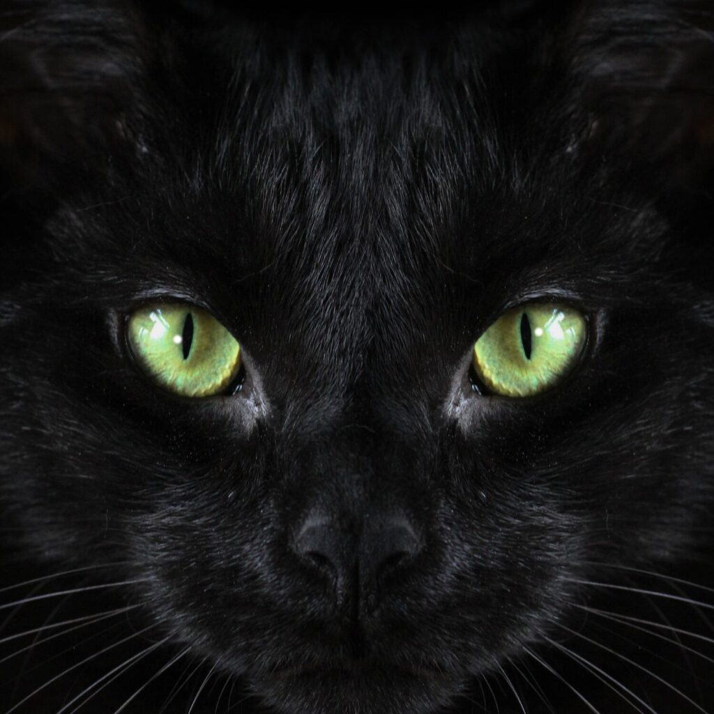 black cat