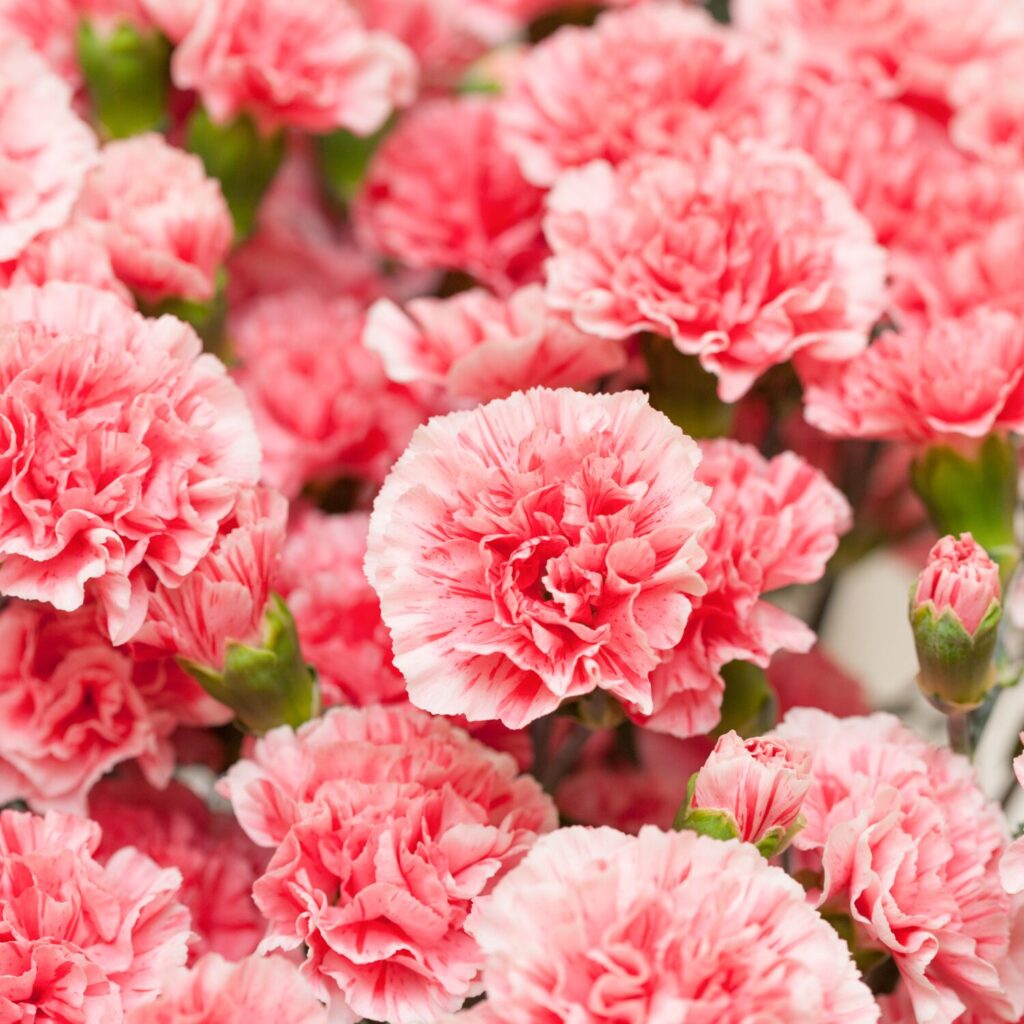carnation flowers
