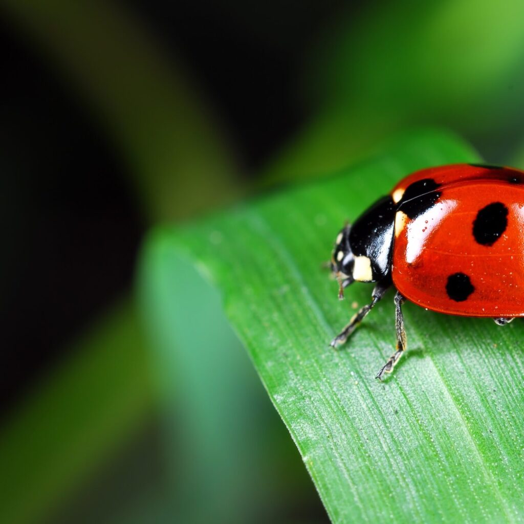 ladybug