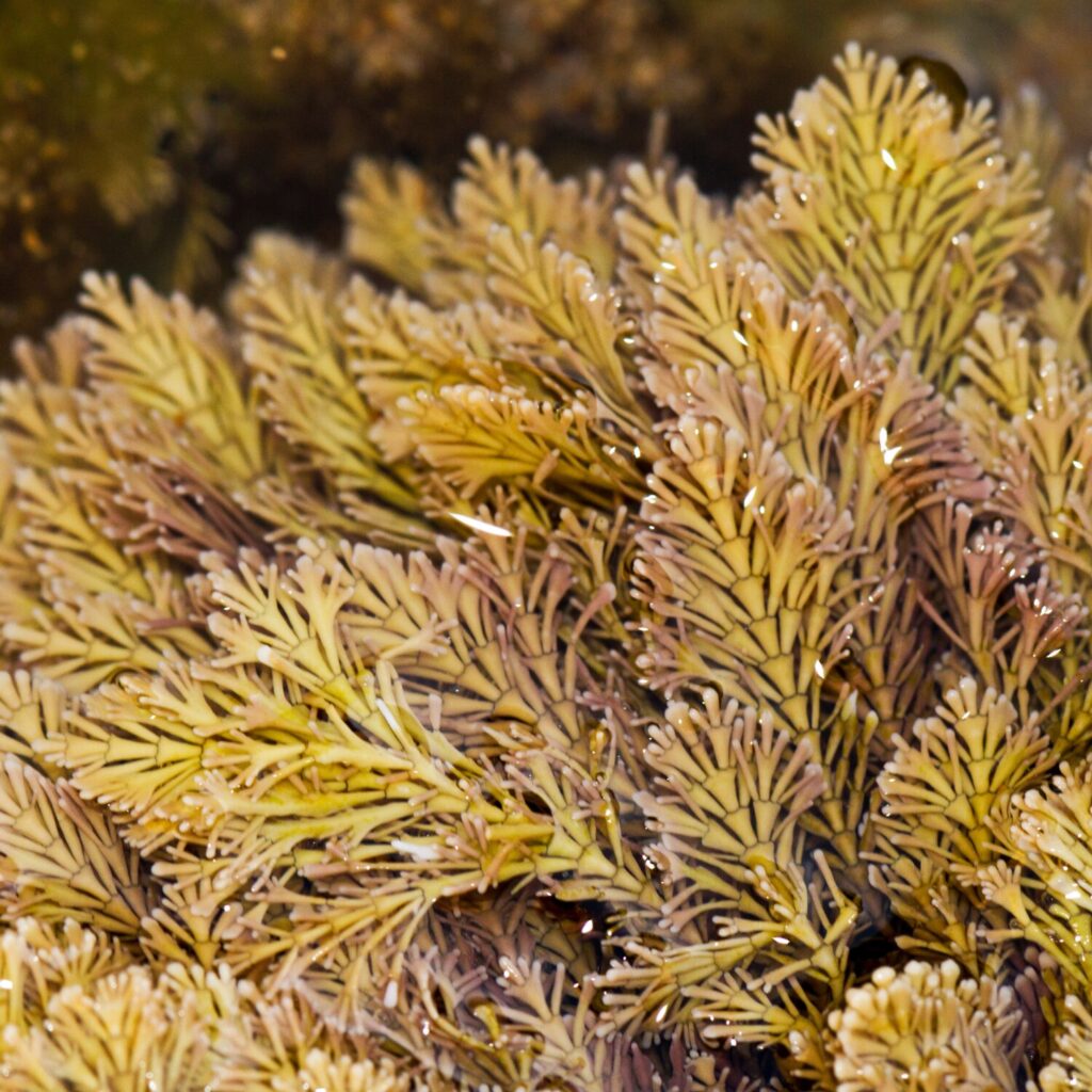 marine plants