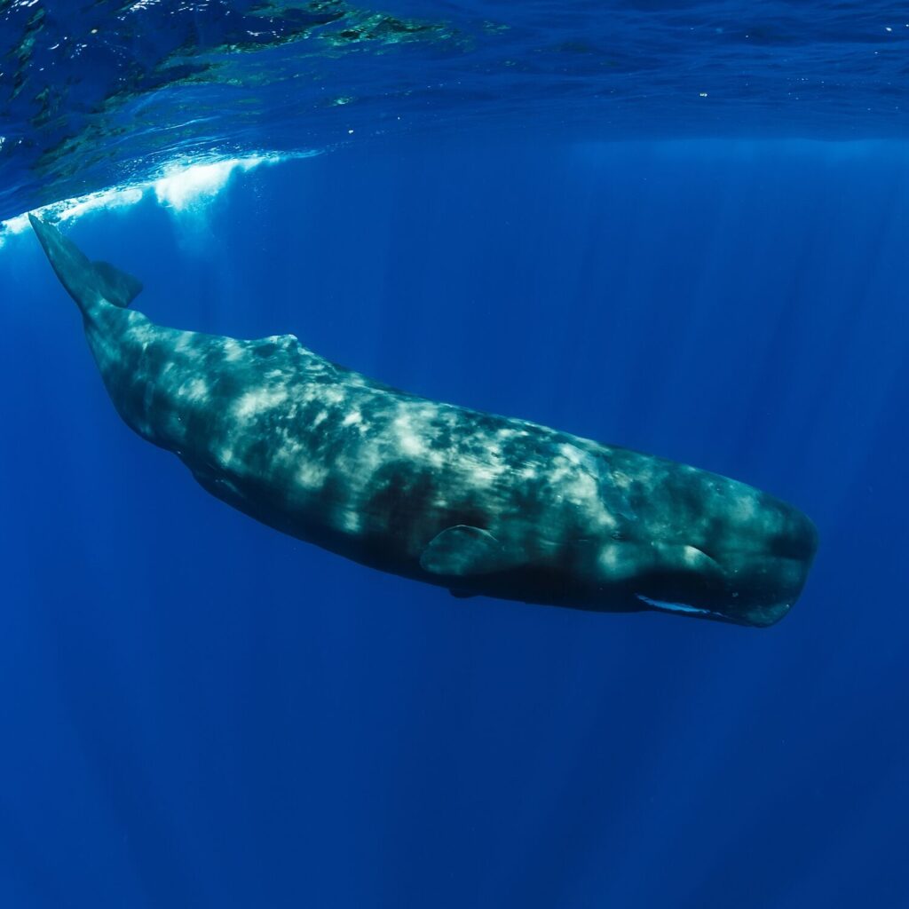 sperm whale