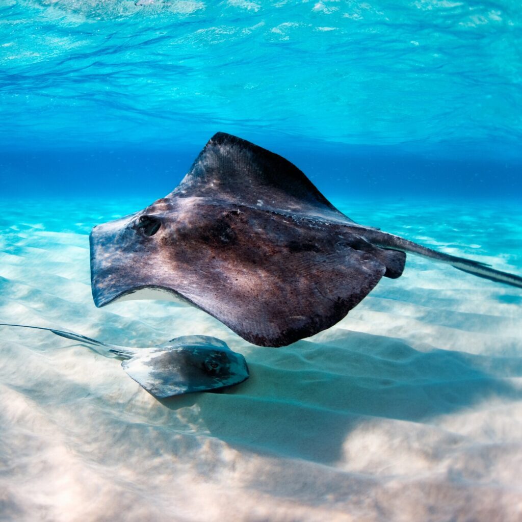 stingray